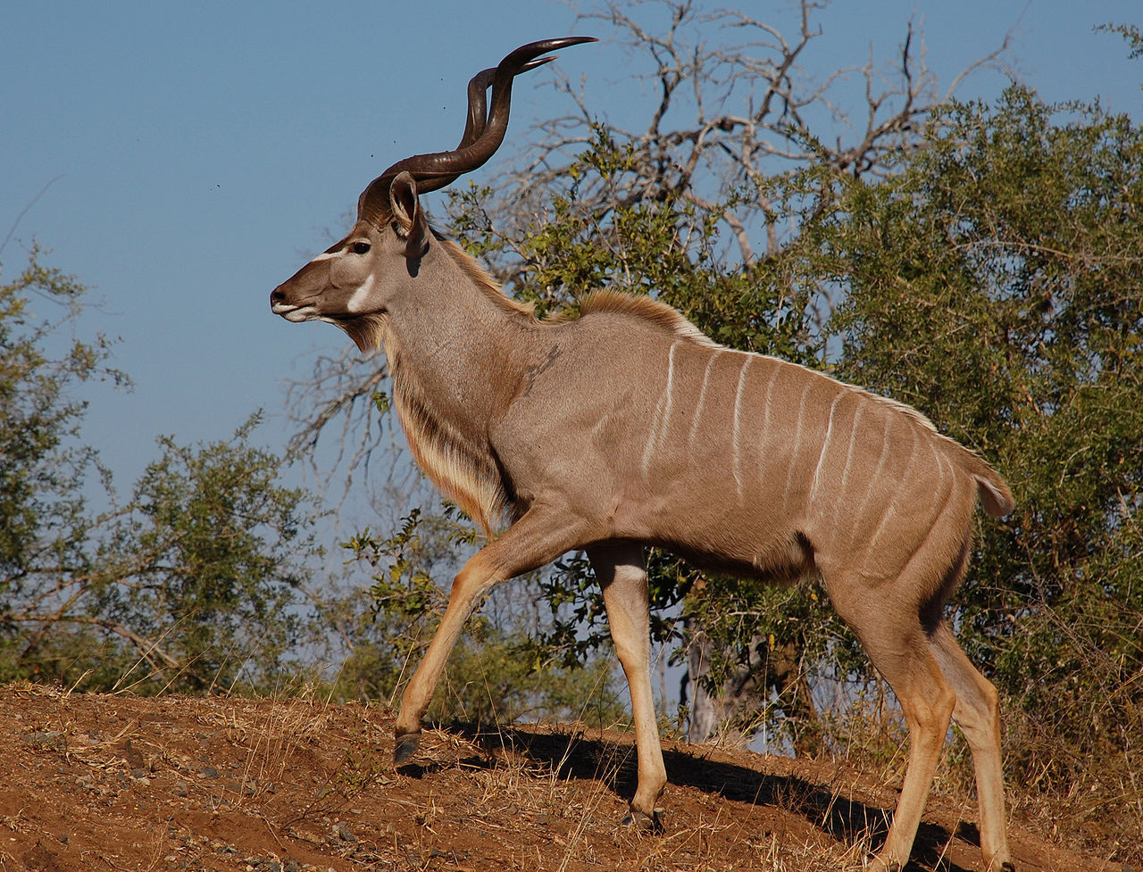 Greater Kudu Antelope