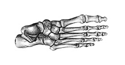Skeleton Foot